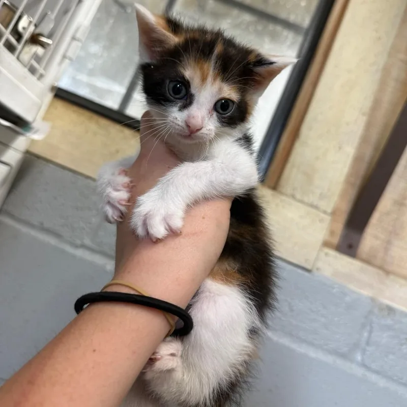 A baby small-sized female Calico Domestic Short Hair cat named Masala for adoption in New York, NY