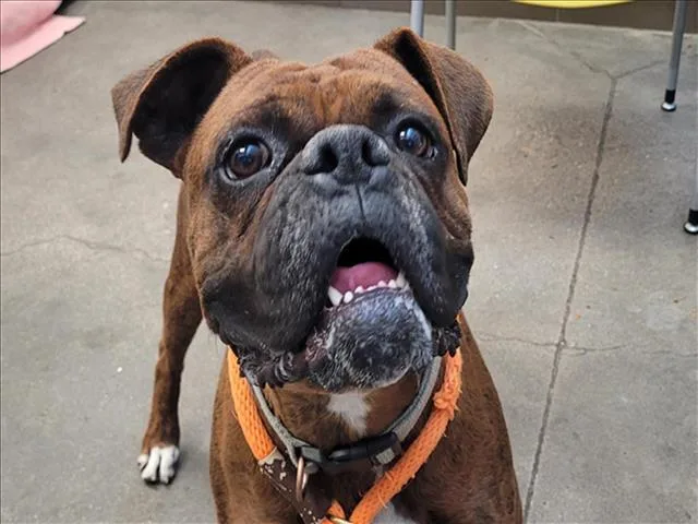 An adult large-sized male Boxer dog named Ace for adoption in Tucson, AZ