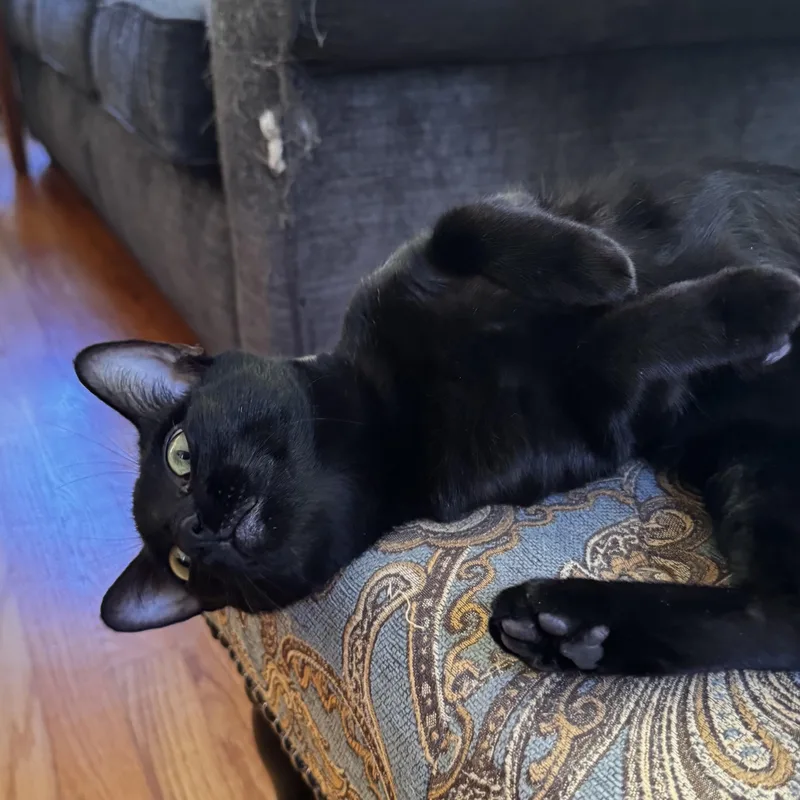 An adult small-sized female Black Domestic Short Hair cat named Portobello for adoption in East Greenwich, RI