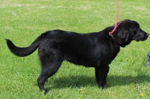 A young large-sized male Black Labrador Retriever dog named Bandit for adoption in Heath, OH