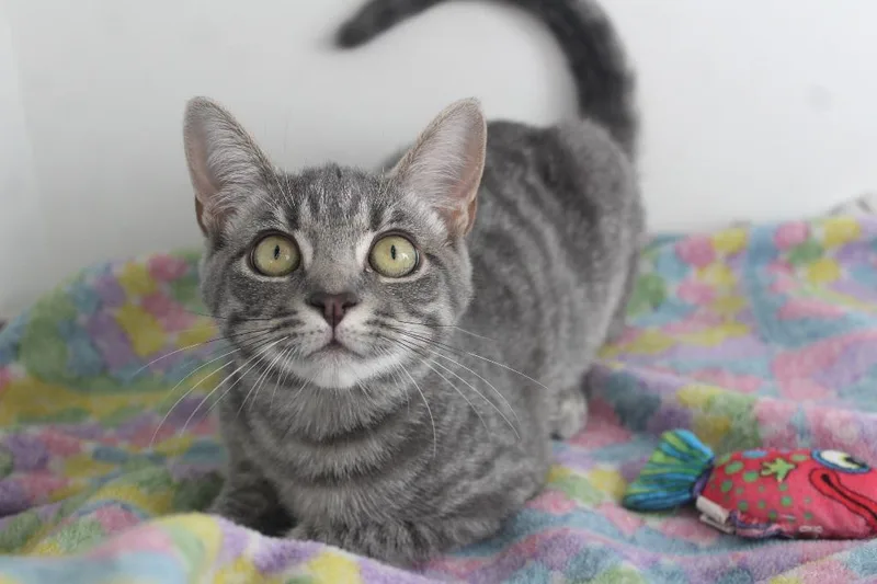 A baby medium-sized female Tabby (Gray / Blue / Silver) Domestic Short Hair cat named Regina George for adoption in Chestertown, MD