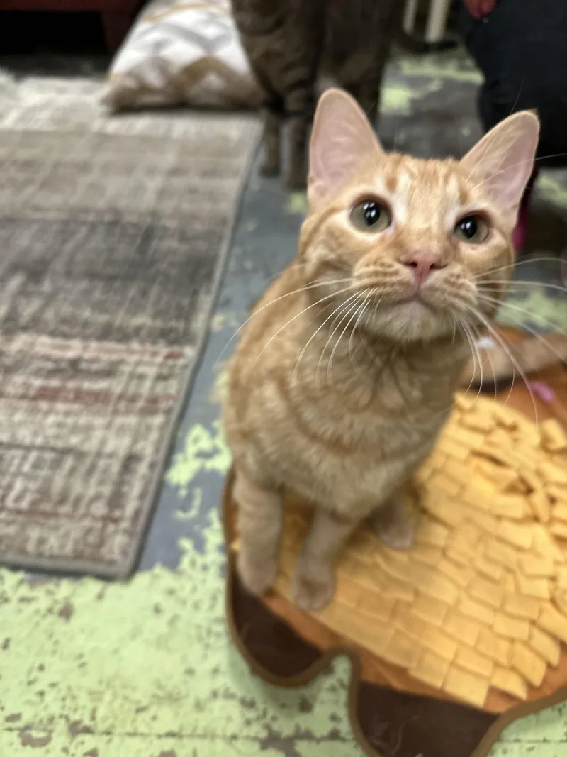 Biscotti thumbnail 2