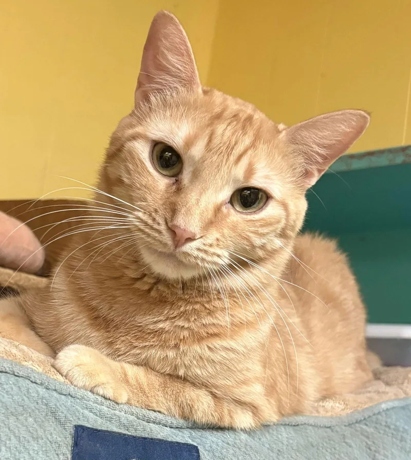 Biscotti thumbnail 3