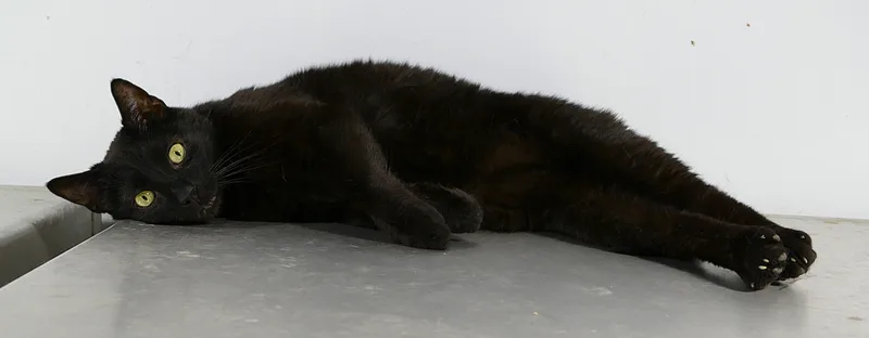 An adult medium-sized male Black Domestic Short Hair cat named Sardine for adoption in Beechbottom, WV