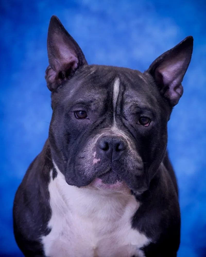 A young medium-sized male Black Pit Bull Terrier dog named Baker for adoption in Bridgeport, CT
