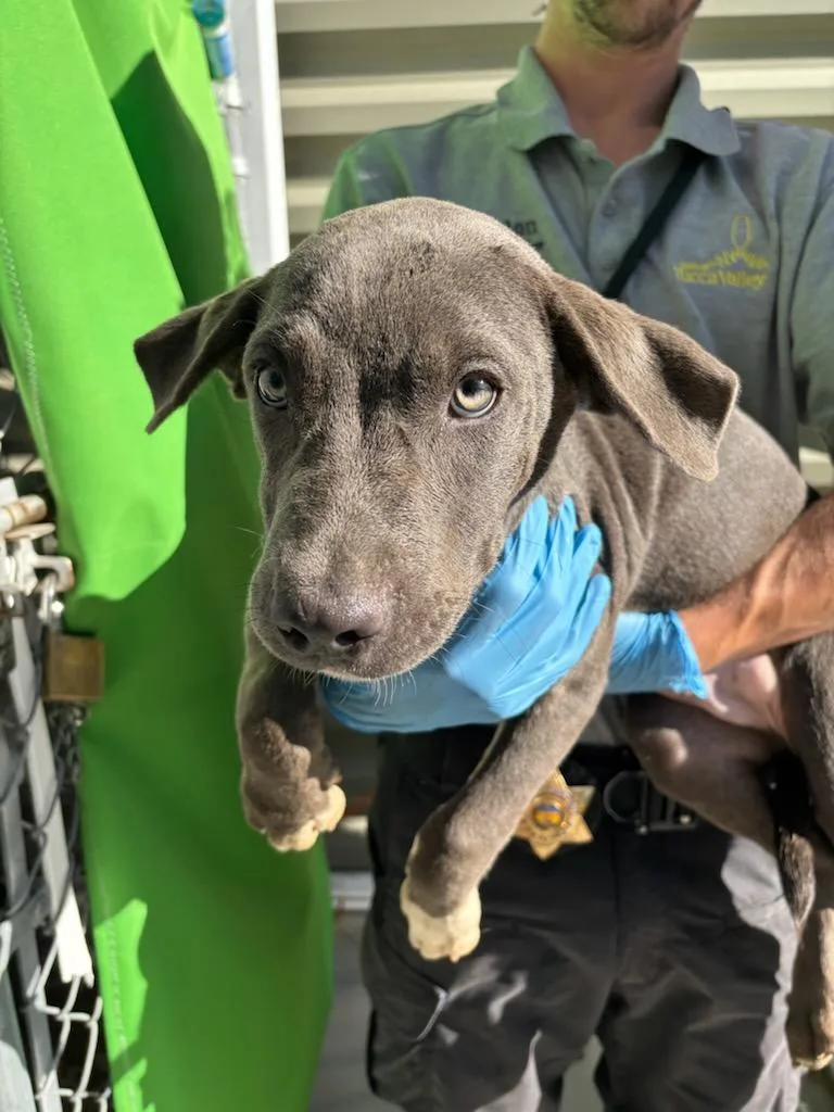 A baby large-sized male Gray / Blue / Silver Labrador Retriever dog named Granite for adoption in Yucca Valley, CA