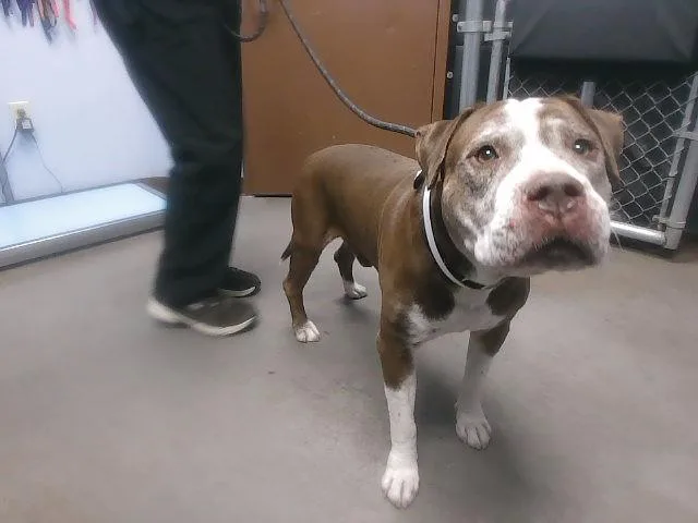 A senior large-sized male Pit Bull Terrier dog named Eugene for adoption in Phoenix, AZ