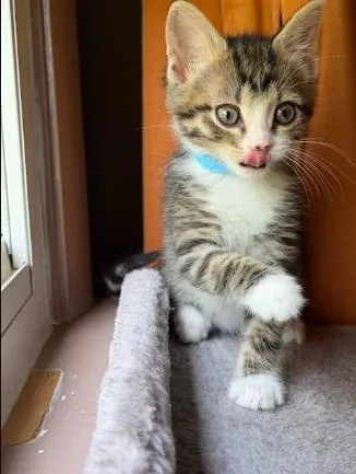 A baby small-sized male Tabby (Brown / Chocolate) Domestic Short Hair cat named Finn for adoption in Nashville, TN