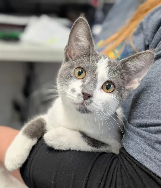 A baby small-sized female Domestic Short Hair cat named Stevie for adoption in Canfield, OH