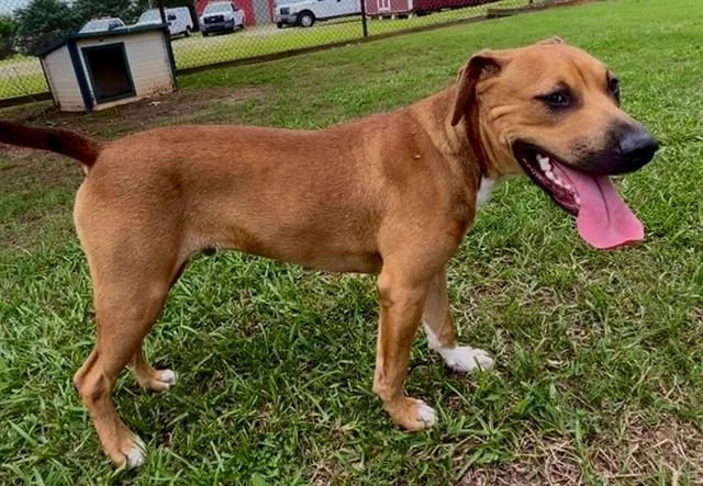 A young small-sized male Black Mouth Cur dog named Freddie for adoption in Appling, GA