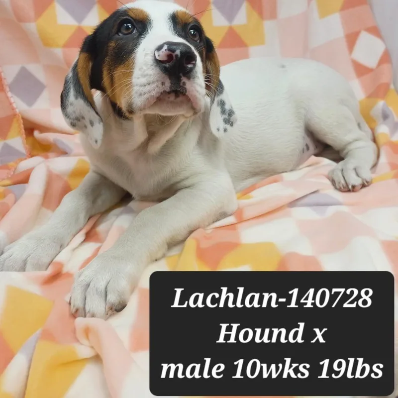 Lachlan
