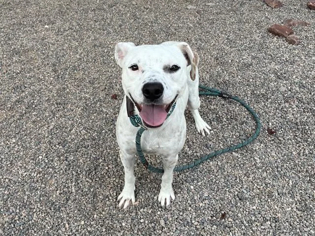 A young large-sized male Australian Cattle Dog / Blue Heeler dog named Milkshake for adoption in Phoenix, AZ
