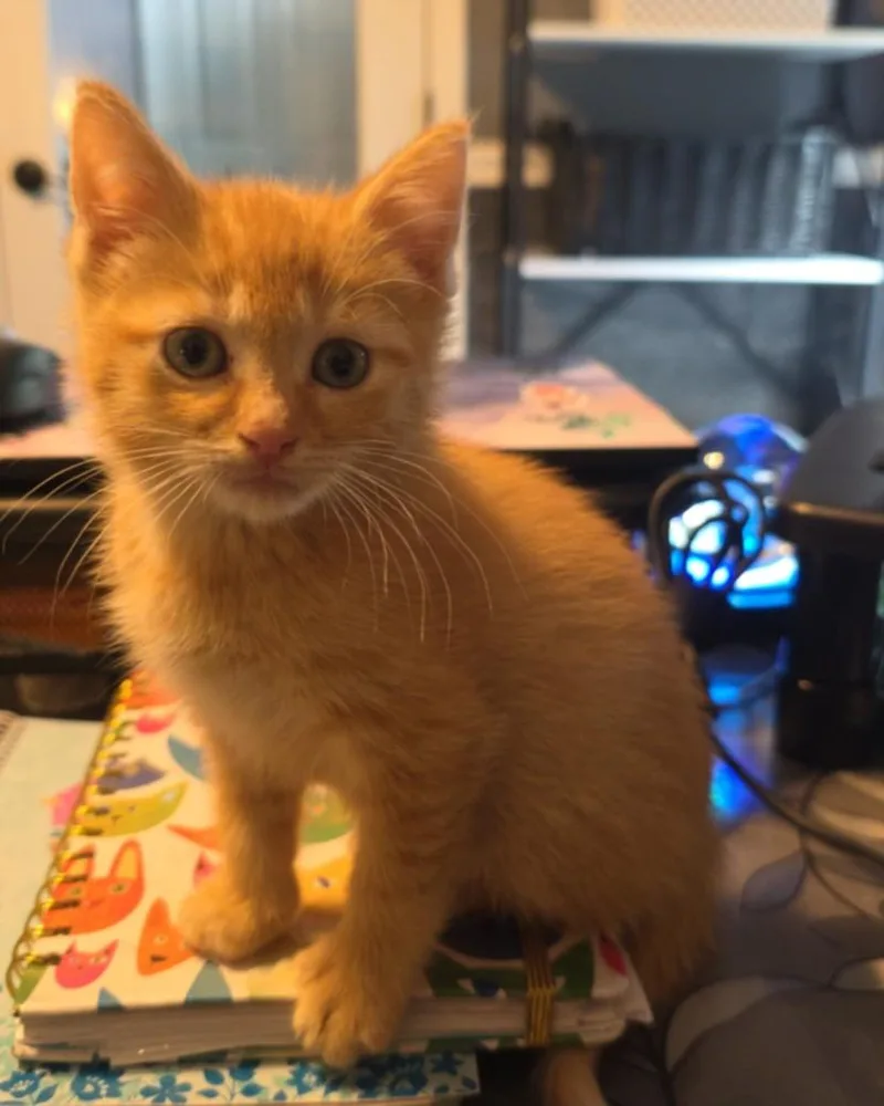 A baby small-sized male Domestic Short Hair cat named Bob Seger for adoption in Clinton Township, MI