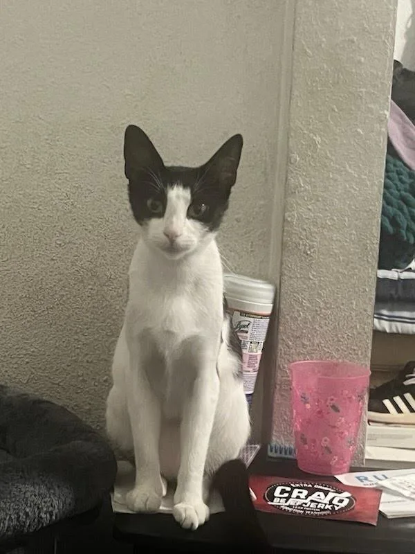 A young medium-sized female Domestic Short Hair cat named Zoe for adoption in South Pasadena, CA