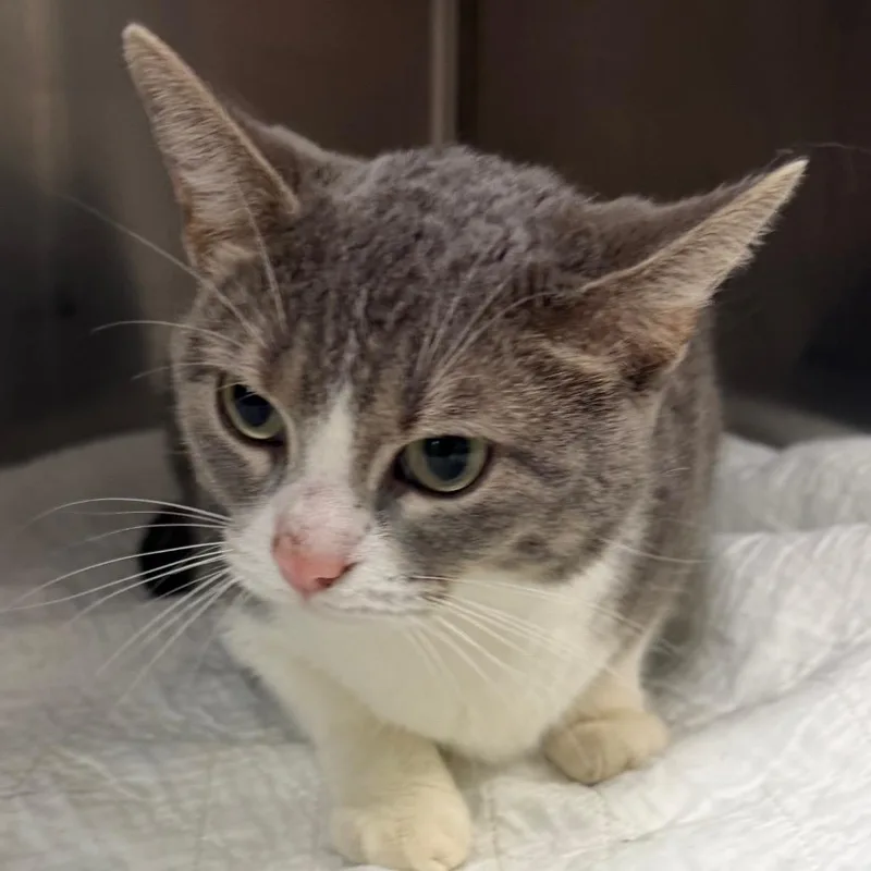 A young medium-sized female Gray / Blue / Silver Domestic Short Hair cat named Boba for adoption in Canton, IL