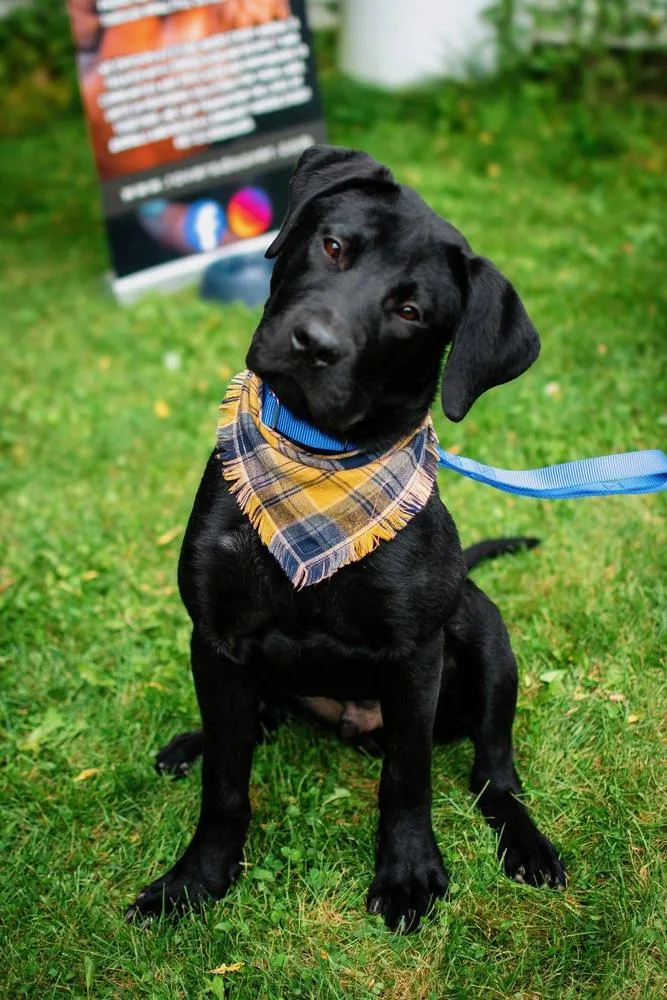 A baby large-sized male Black Labrador Retriever dog named Charlie for adoption in Frankfort, NY