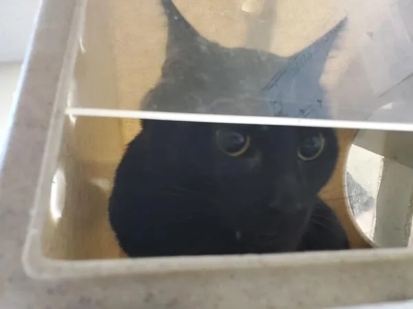 An adult large-sized male Domestic Short Hair cat named Eren Yeager for adoption in Oceanside, CA