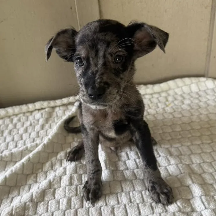 A baby medium-sized male Brown / Chocolate Mixed Breed dog named Grant for adoption in Alexandria, VA