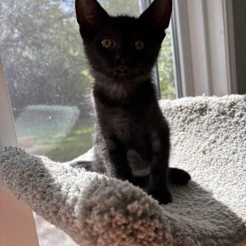 A baby small-sized male Smoke Domestic Short Hair cat named Moe for adoption in Kenosha, WI