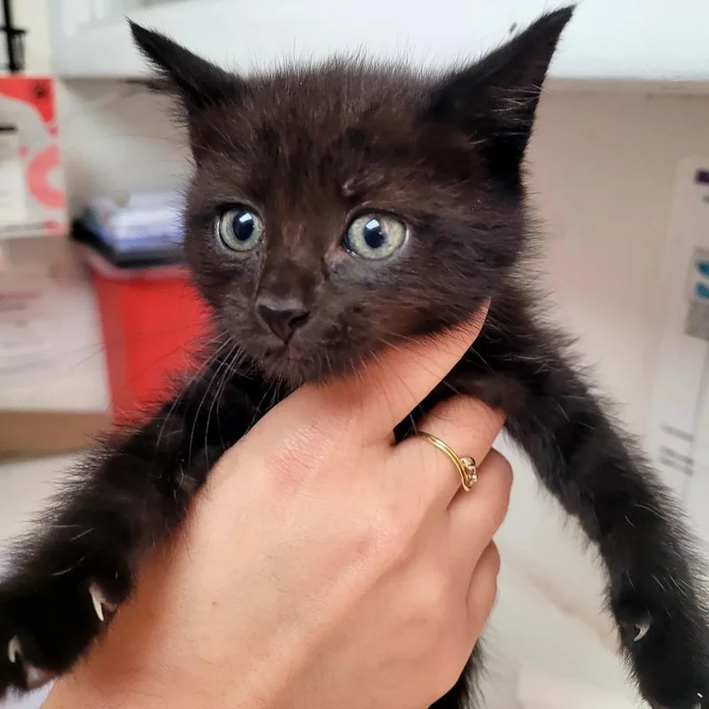 A baby small-sized male Domestic Medium Hair cat named Sammy for adoption in Allyn, WA