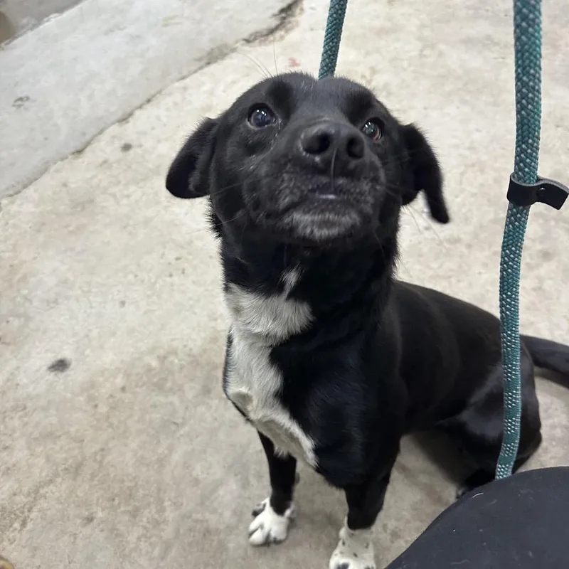 An adult medium-sized male Mixed Breed dog named Scrub daddy for adoption in Corbin, KY
