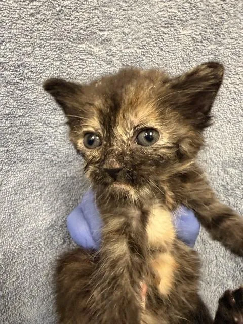 A baby small-sized female Domestic Medium Hair cat named A for adoption in Ontario, CA