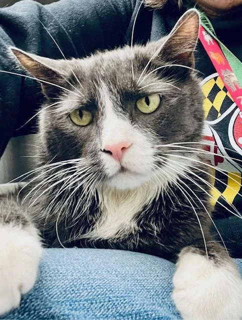 A senior large-sized male Domestic Short Hair cat named Peppa for adoption in Bowie, MD