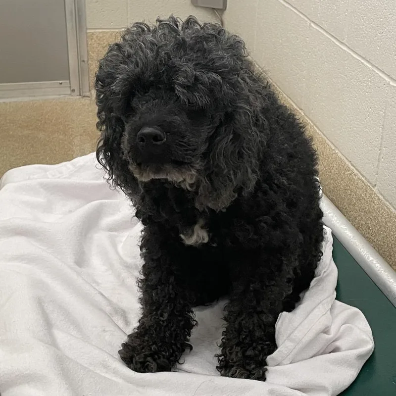 An adult small-sized female Black Cockapoo dog named Harper for adoption in Bristol, IN