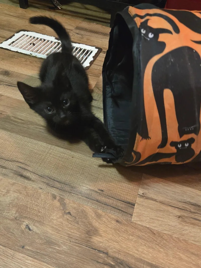 A baby medium-sized male Domestic Short Hair cat named Forrest for adoption in Tampa, FL
