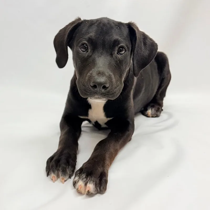 A baby small-sized female Labrador Retriever dog named Milady for adoption in Parker, CO