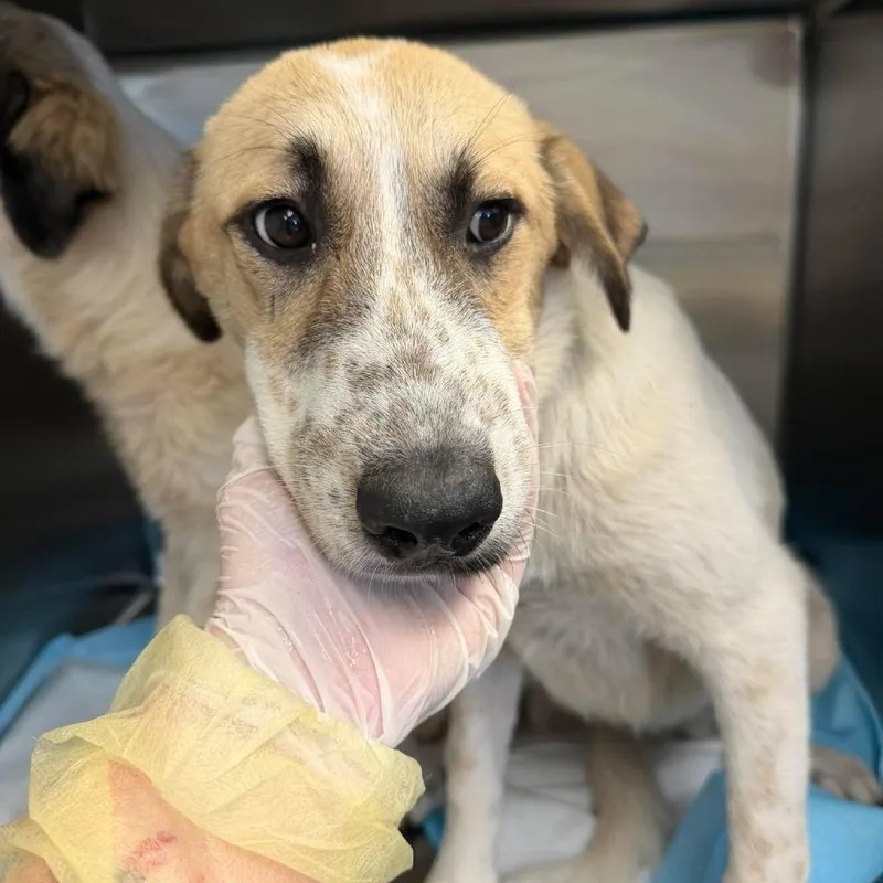 A baby large-sized female Yellow / Tan / Blond / Fawn Great Pyrenees dog named Aurora Castella for adoption in Austin, TX