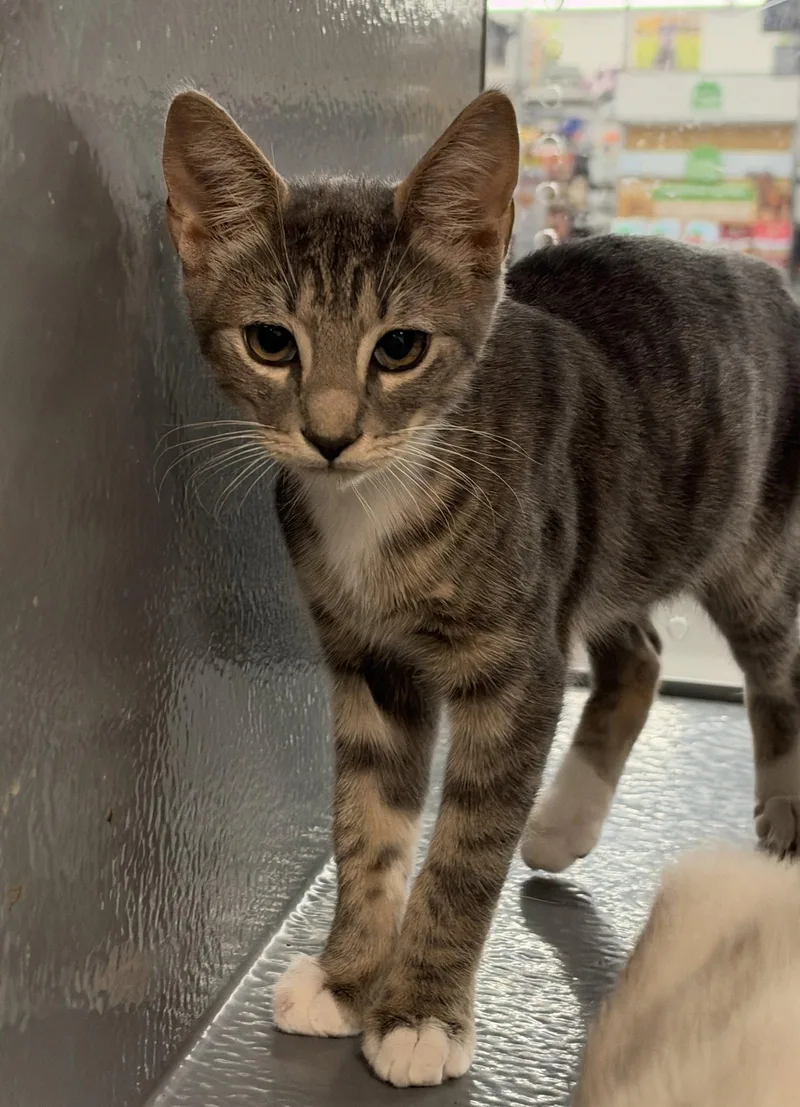 A young medium-sized male Domestic Short Hair cat named Seaweed for adoption in St. Cloud, FL
