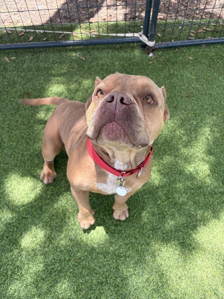 An adult medium-sized female Brown / Chocolate American Bully dog named Sallie for adoption in Lakeland, FL
