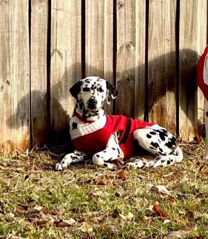 An adult medium-sized female Dalmatian dog named Camila for adoption in Panama City, FL