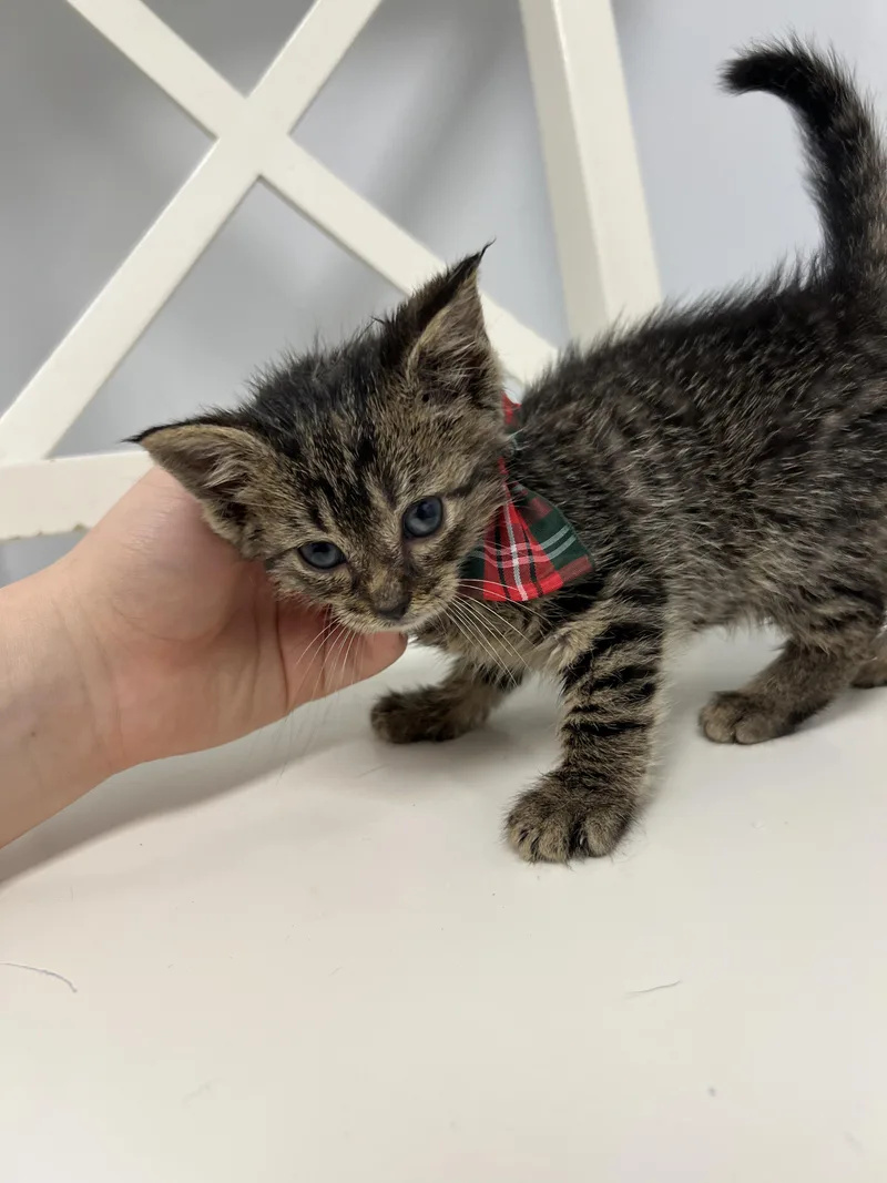 A young medium-sized male Tabby (Brown / Chocolate) Domestic Short Hair cat named Figgy for adoption in Gaithersburg, MD
