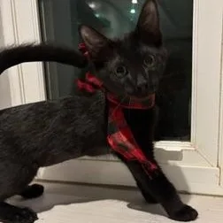 A baby medium-sized female Black Domestic Short Hair cat named Night Rider for adoption in Cumberland, RI