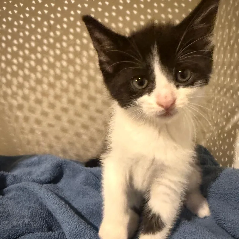 A baby small-sized female Black Domestic Short Hair cat named Arwen for adoption in Ferndale, MI