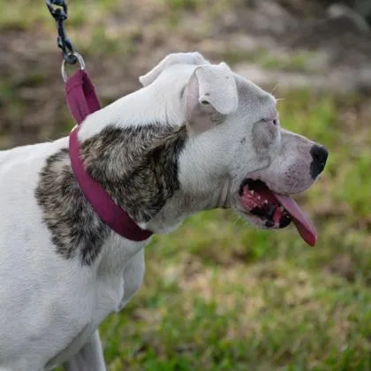 A young medium-sized female White / Cream Mixed Breed dog named Patricia for adoption in Fernandina Beach, FL
