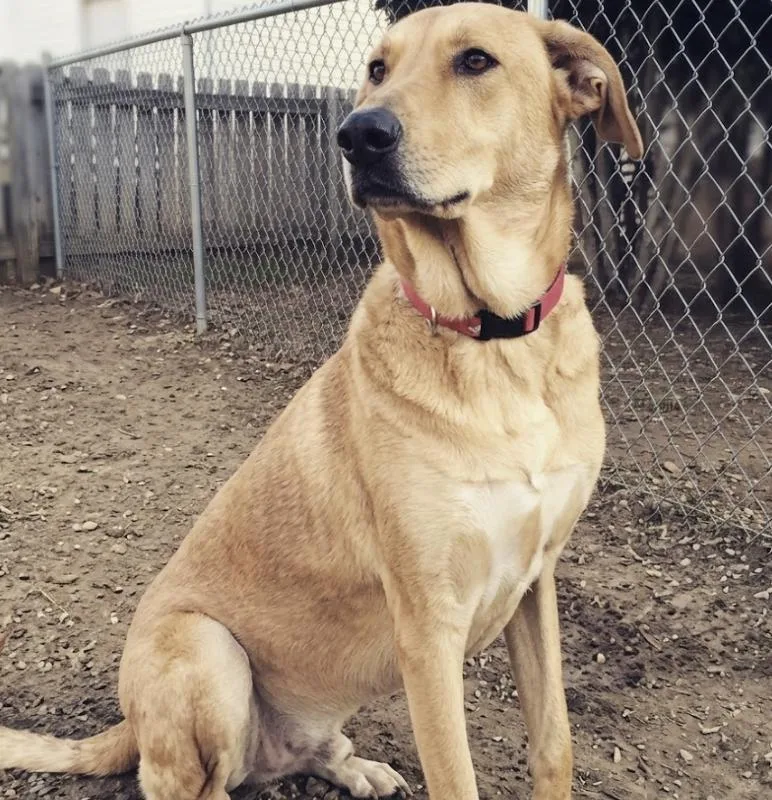 An adult large-sized male Yellow / Tan / Blond / Fawn Chinook dog named Ken for adoption