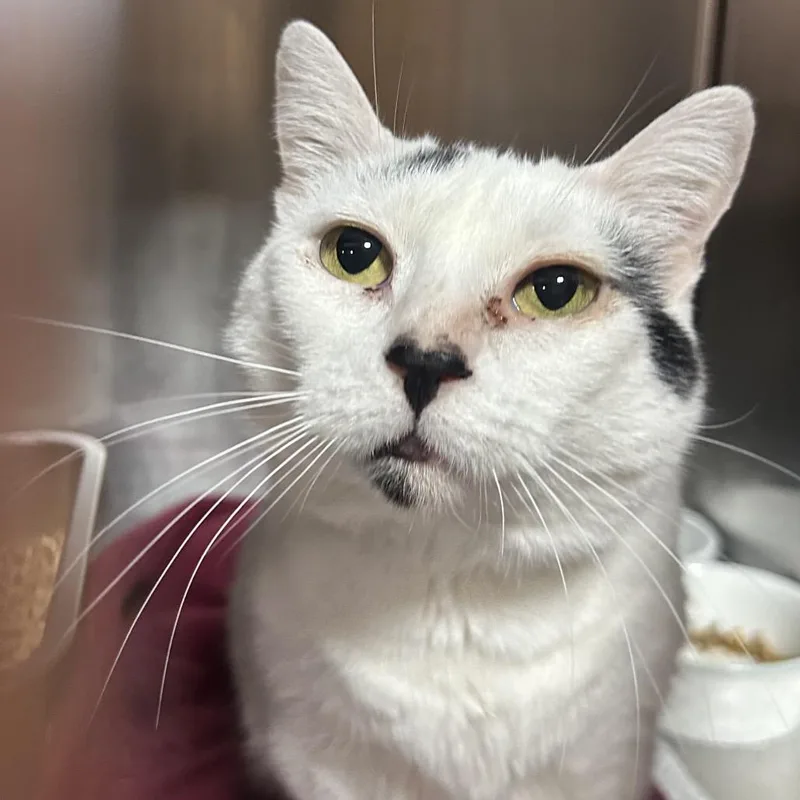 An adult large-sized female White Domestic Short Hair cat named Luna for adoption in Pensacola, FL