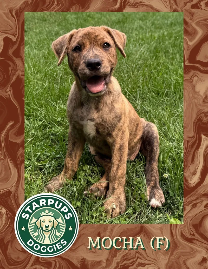 A baby medium-sized female Tricolor (Brown, Black, & White) Shepherd dog named Mocha for adoption in Lewis Center, OH
