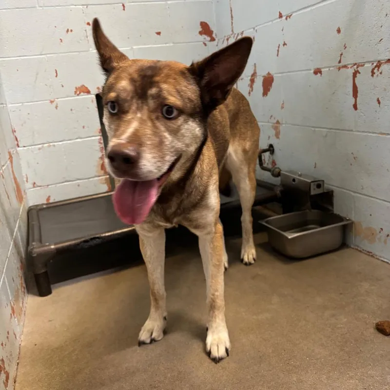 An adult large-sized female Brown / Chocolate Husky dog named Sparkle for adoption in St Joseph, MO