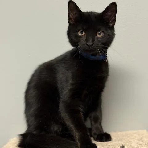 A baby medium-sized male Black Domestic Short Hair cat named Billy for adoption in Circleville, OH