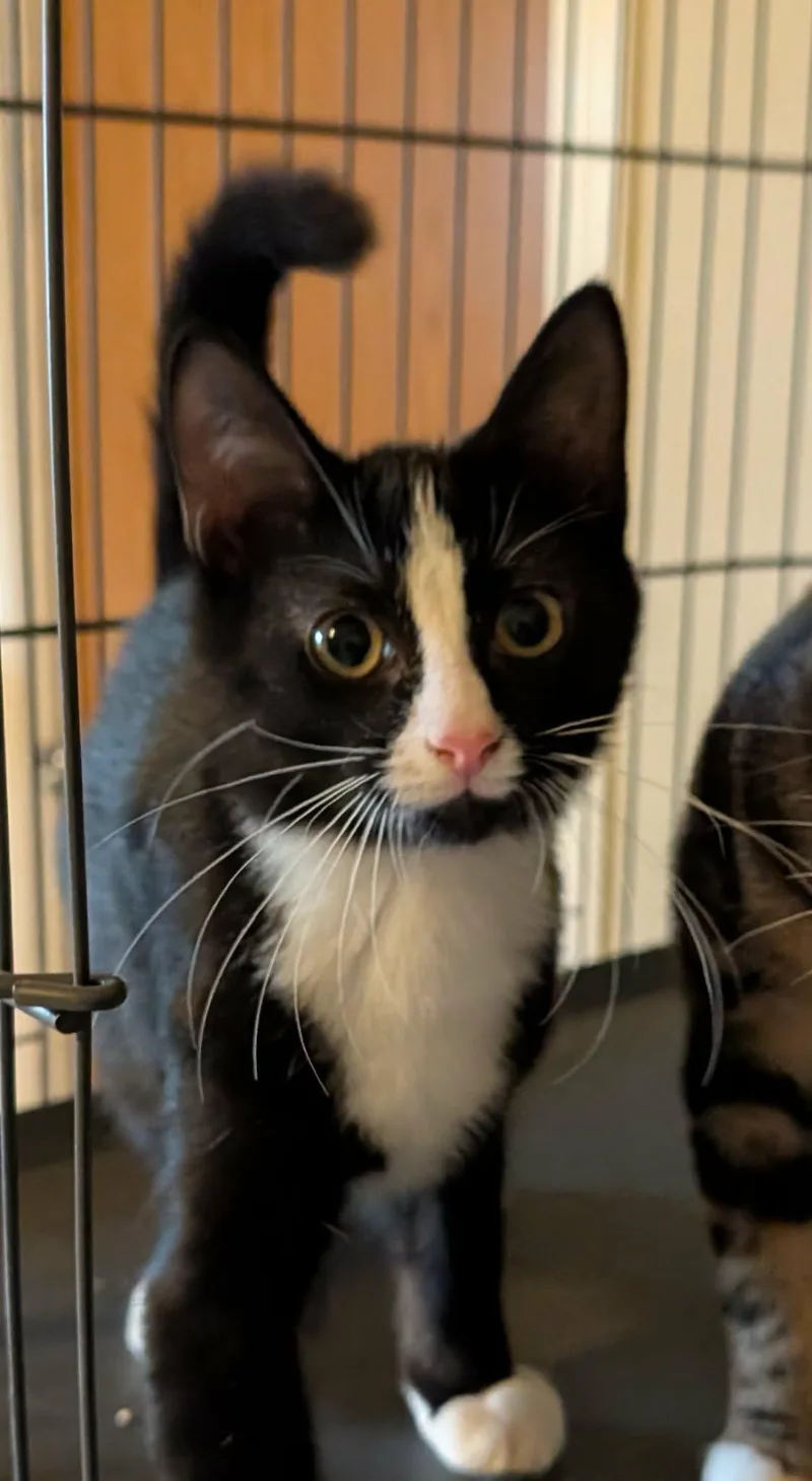 A baby medium-sized male Black & White / Tuxedo Domestic Short Hair cat named Zinger for adoption in fennville, MI