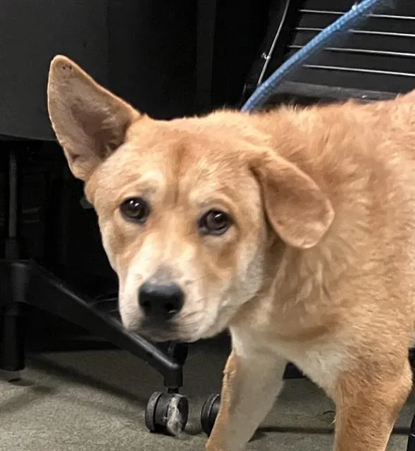 A young medium-sized female Mixed Breed dog named Loba for adoption in Dallas, TX