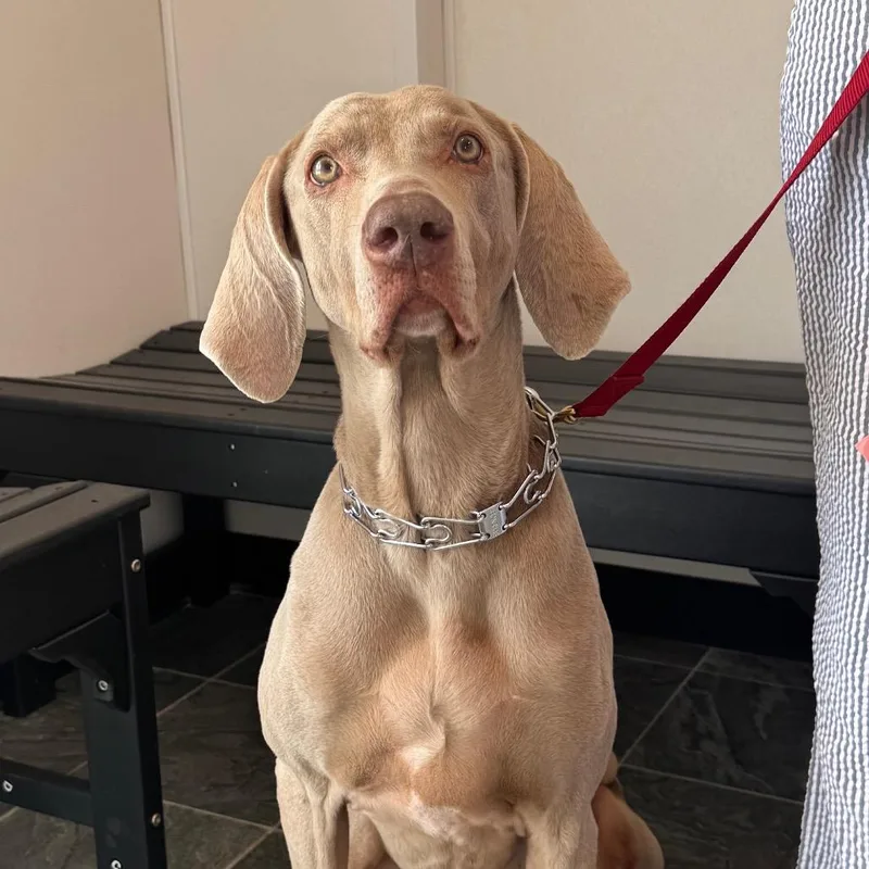 A senior large-sized female Gray / Blue / Silver Weimaraner dog named Riley for adoption in Clearwater, FL