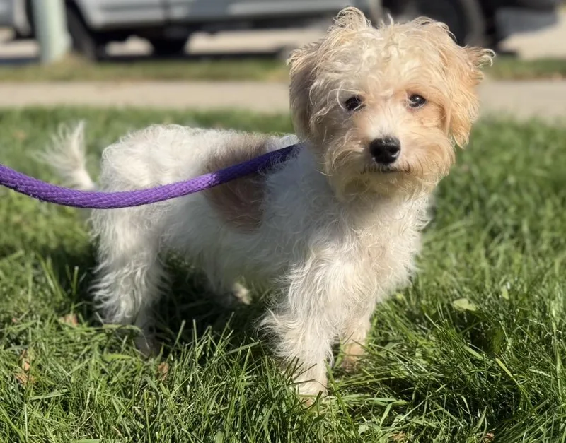 A baby small-sized male White / Cream Maltese dog named Riff for adoption in Elwood, IL