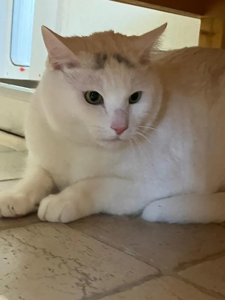 A young extra large-sized male Domestic Short Hair cat named Oli for adoption in Lunenburg, MA