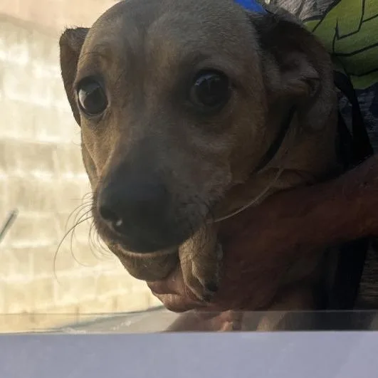 An adult small-sized male Yellow / Tan / Blond / Fawn Chihuahua dog named Grande for adoption in San Gabriel, CA