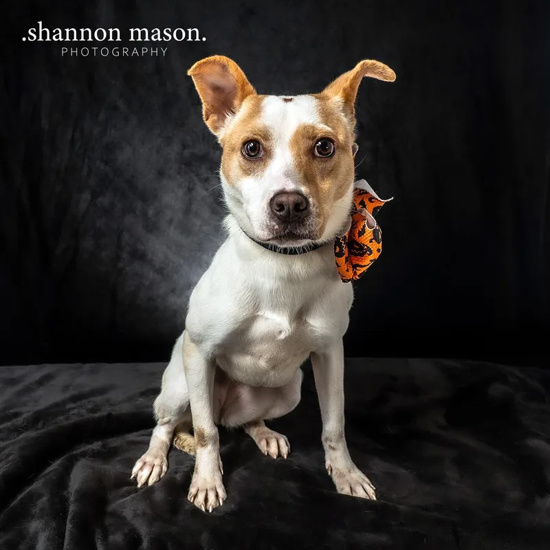 A young small-sized female Chihuahua dog named Marshmellow for adoption in Las Vegas, NV
